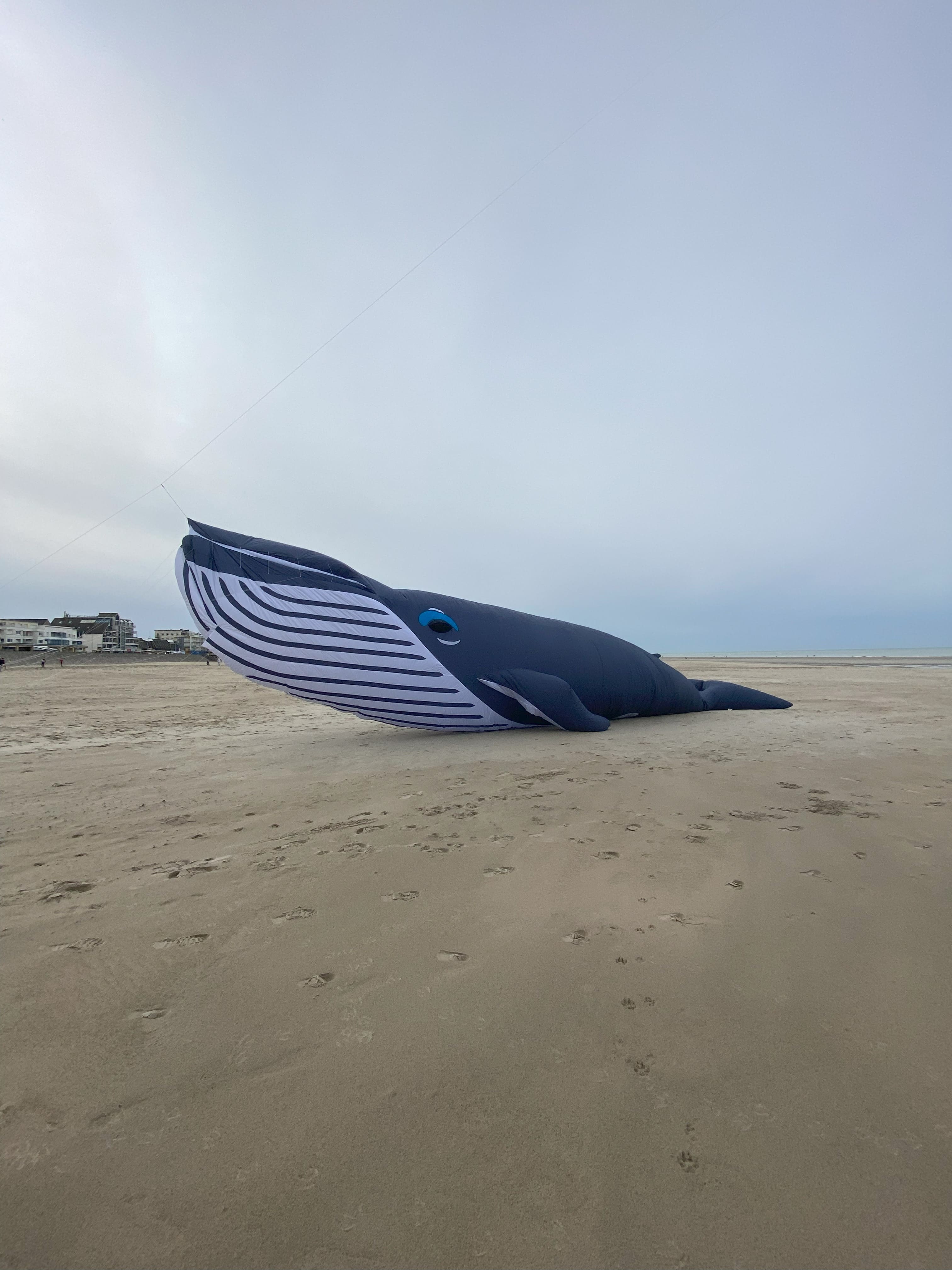 cerf-volant baleine