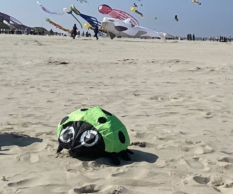 cerf-volant coccinelle verte