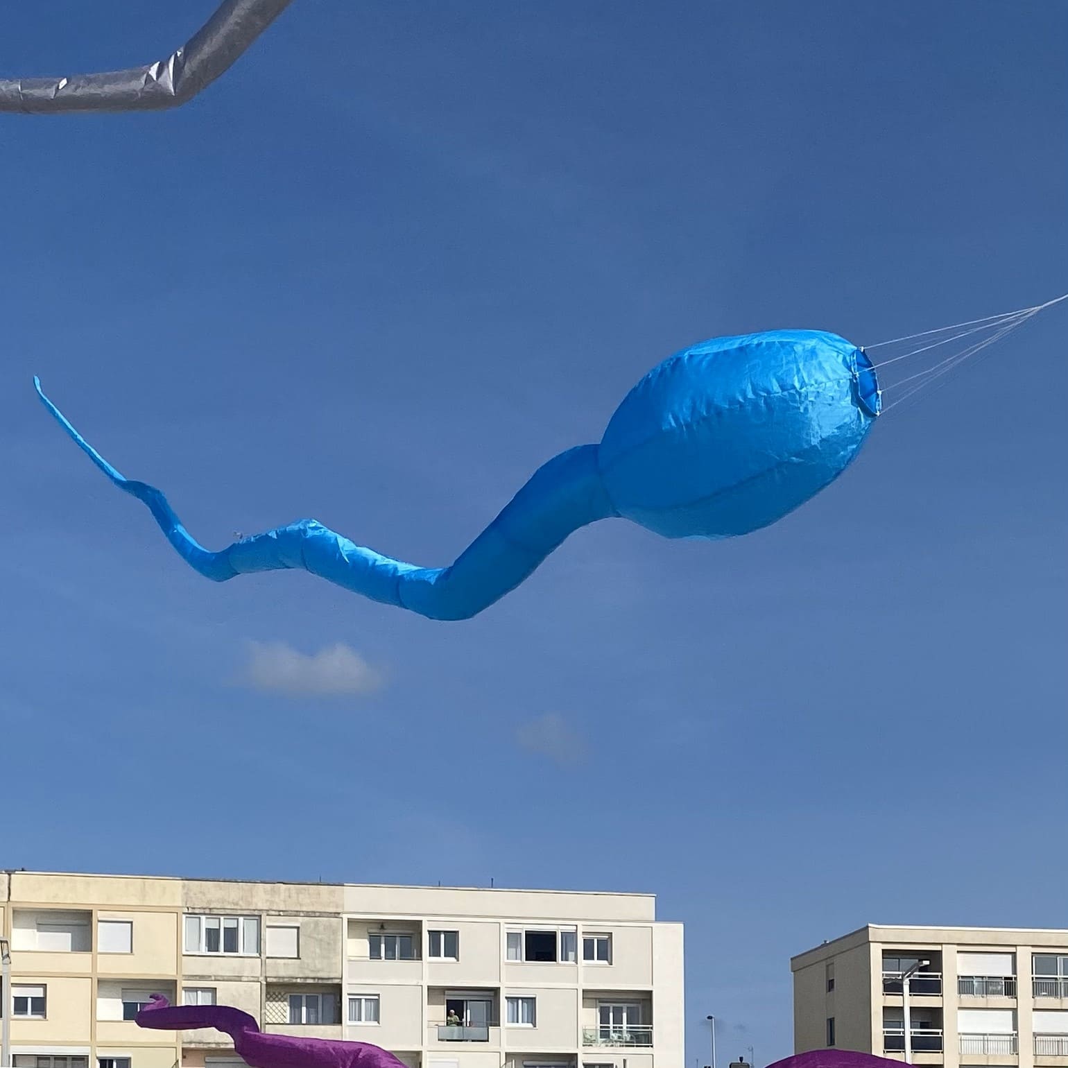 cerf-volant tetard bleu