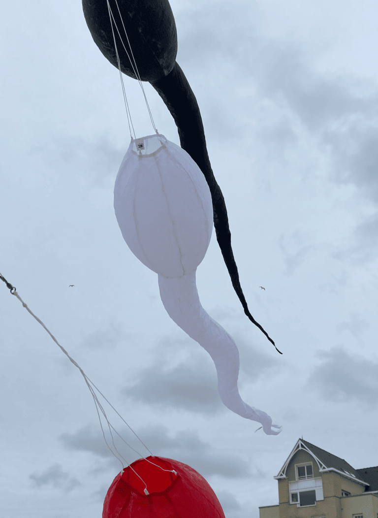 cerf-volant tetard blanc