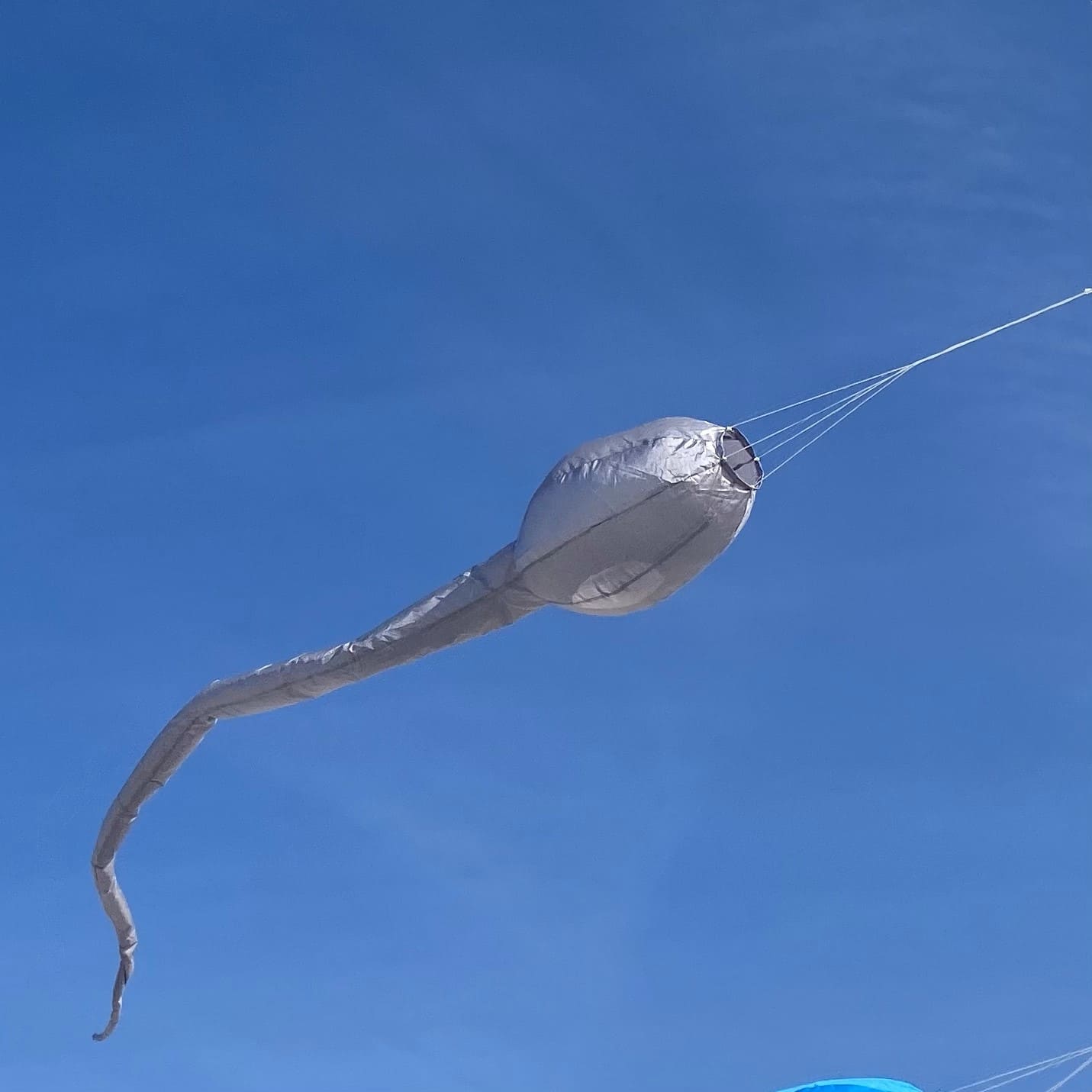 cerf-volant tetard gris