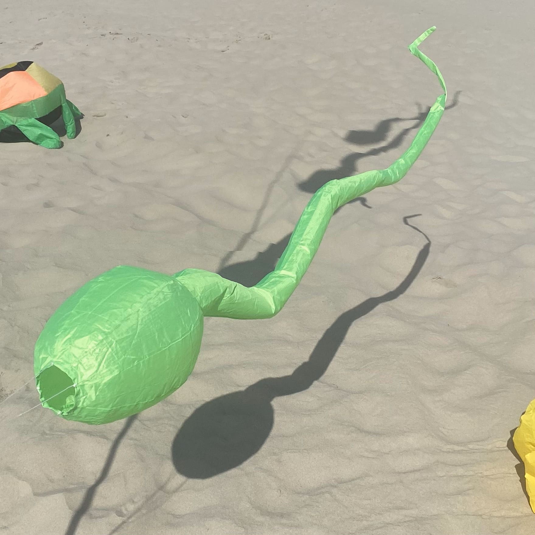 cerf-volant tetard vert