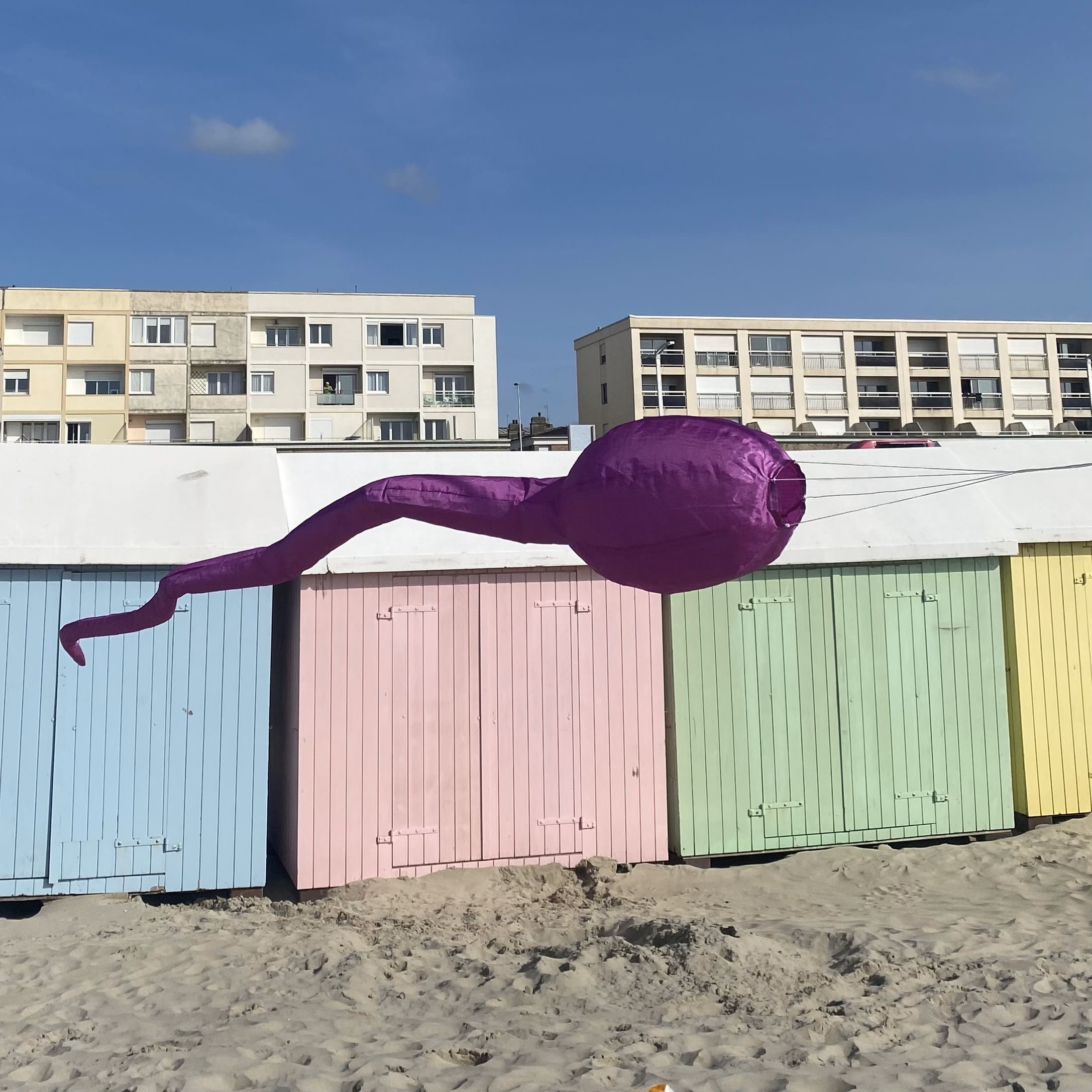 cerf-volant tetard violet